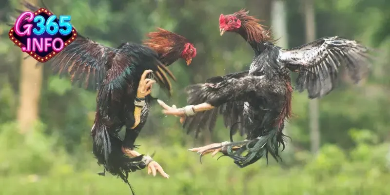 Thông tin về Đá gà Campuchia là gì?