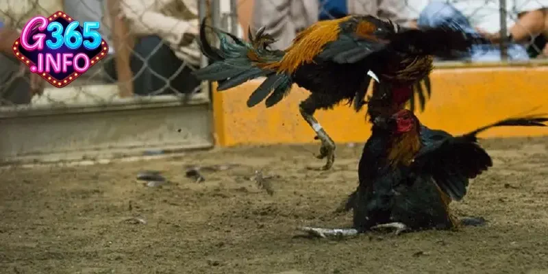 Kinh nghiệm đá gà Campuchia anh em nên tìm hiểu