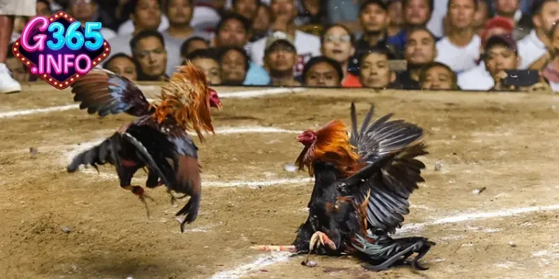 Luật chơi đá gà Campuchia anh em cần biết