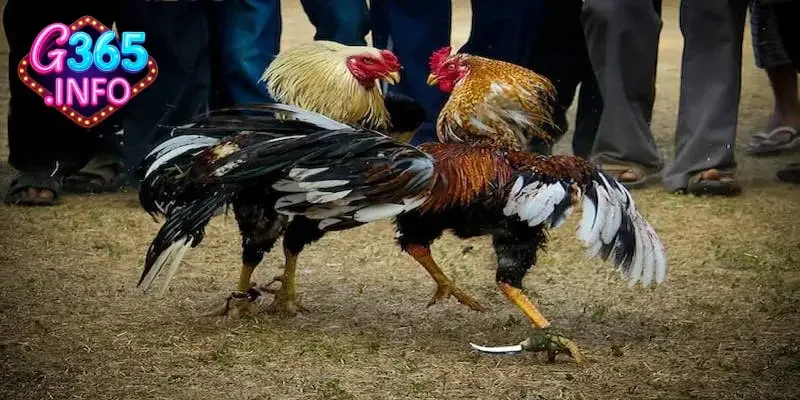 Đá gà cựa dao và những điểm ấn tượng của loại hình đá gà này 1 Tìm hiểu chi tiết về đá gà cựa dao là gì?