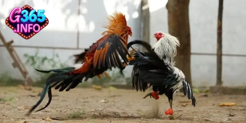 Đá gà cựa dao và những điểm ấn tượng của loại hình đá gà này 2 Lý do đá gà cựa dao được yêu thích?