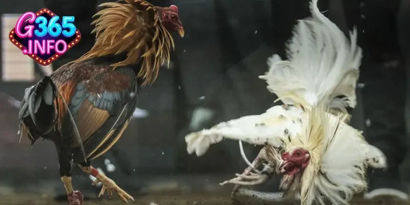 Cộng đồng yêu thích đá gà cựa dao rất lớn