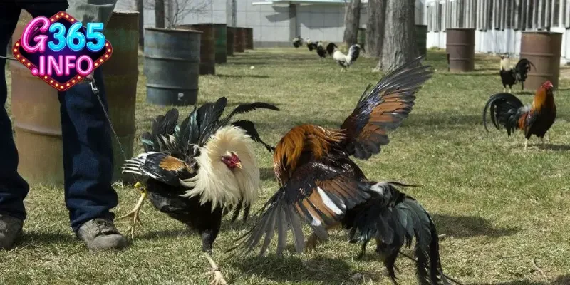 Những hình thức đá gà Thomo phổ biến 