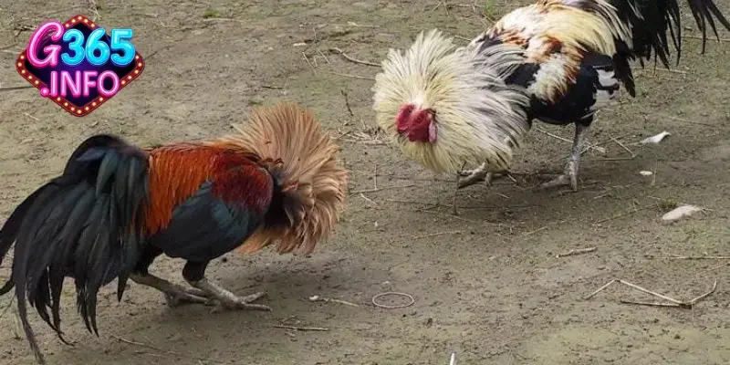 Đá gà Thomo – Thiên đường cho dân chơi đá gà chuyên nghiệp 1 Đá gà Thomo là gì?