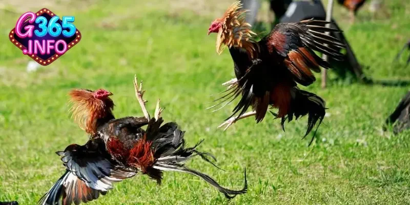 Đá gà Thomo – Thiên đường cho dân chơi đá gà chuyên nghiệp 2 Lý do đá gà Thomo có sức hút rất lớn