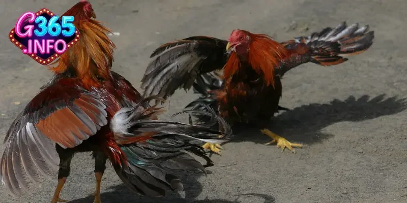 Đặc điểm hấp dẫn nhất khi xem đá gà trực tiếp