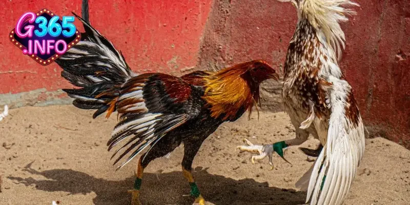 Giới thiệu chung về trò chơi đá gà trực tiếp