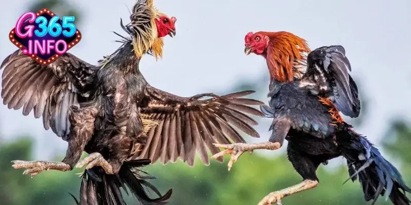 Luật chơi đá gà trực tiếp Thomo bạn nên biết 