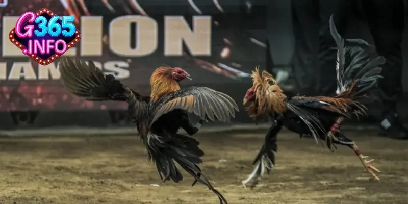 Khái niệm về đá gà trực tiếp Thomo