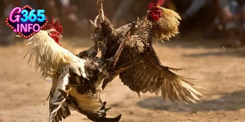 Tại sao nên chọn đá gà trực tiếp Thomo 