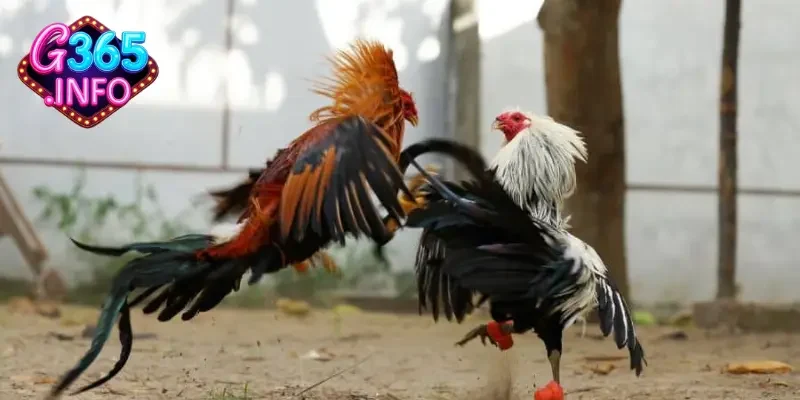 Những hình thức đá gà trực tiếp đặc trưng nhất